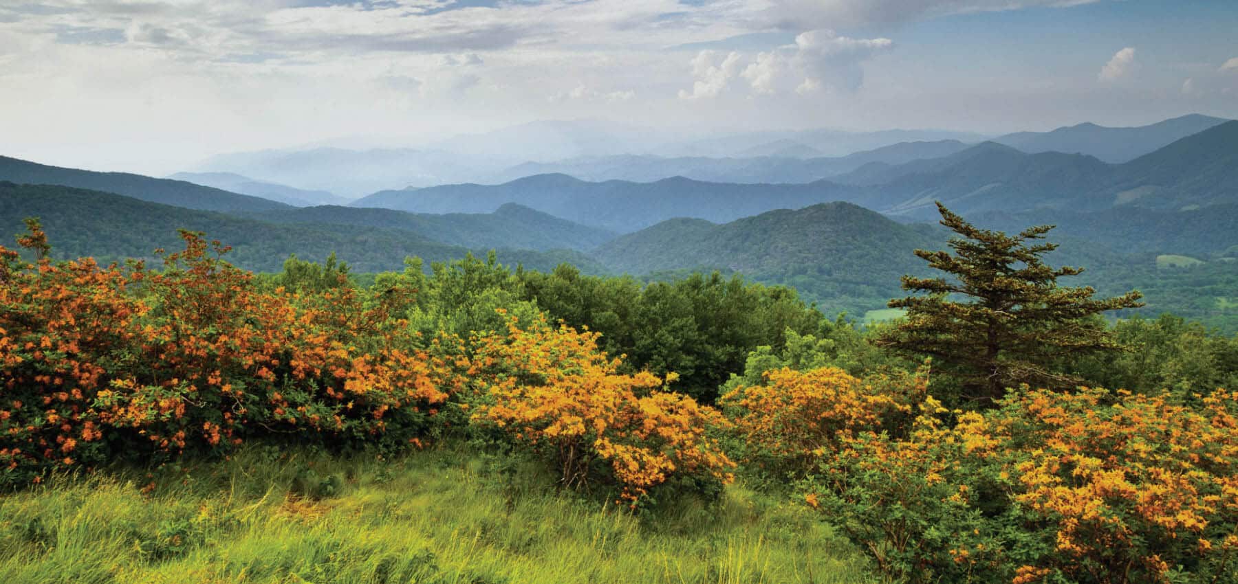Conserving Carolina